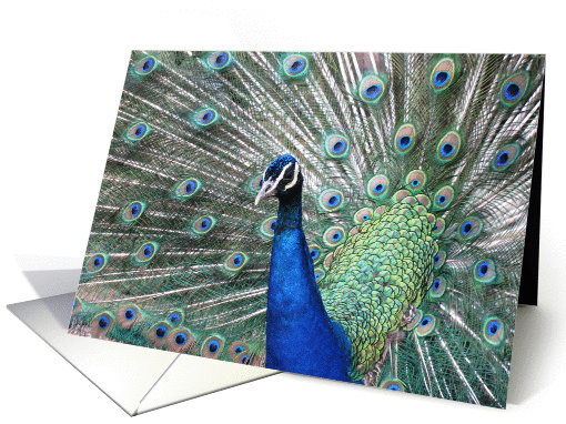 Peacock displaying its feathers card (473424)