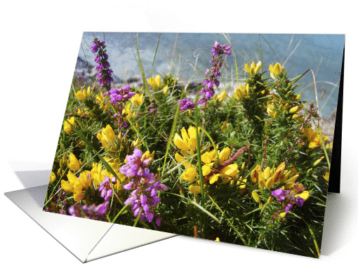 Heather and Gorse card (476609)