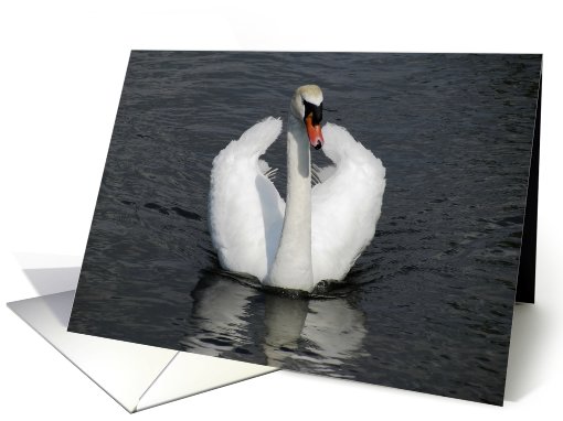 proud graceful swan card (497748)