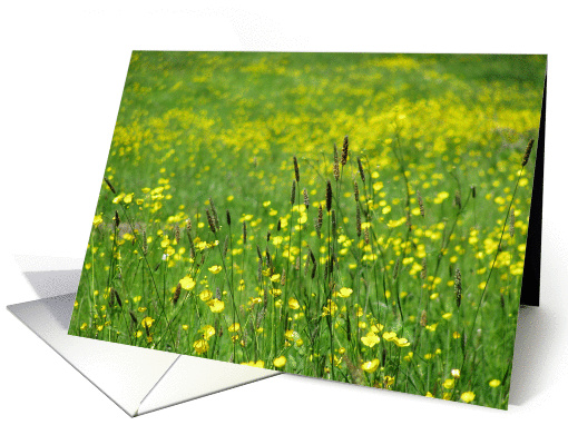 Yellow flowers in a meadow card (930197)
