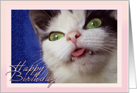 Birthday Kitty card