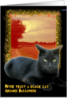 Black Cat card