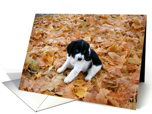 Puppy in Autumn card (706593)