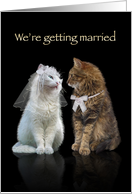 We’re getting married Cats card