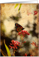 Blank Card - Monarch Butterfly on red flower on hot August Afternoon card