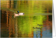 Happy Birthday - Mallard Pair card