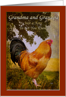 Thinking of Grandma and Grandpa Vintage Chanticleer Rooster card