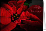 Merry Christmas Red Poinsettia for Anyone Card