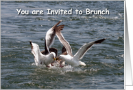 You are invited to brunch seagulls card