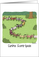 Canine Scent-ipede. Birthday Card for your Boss. card