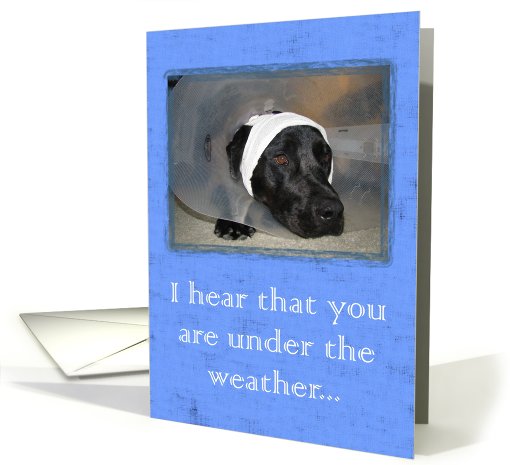 Under the Weather Dog - Get Well card (485176)
