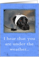 Under the Weather Dog - Get Well card