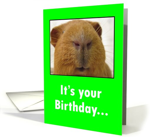 It's your Birthday Guinea Pig card (575687)