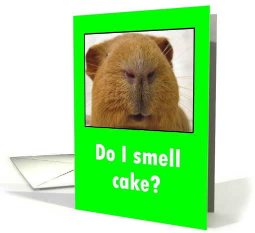 Do I smell cake? Birthday, Guinea Pig card (575689)