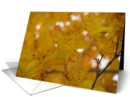 Fall Foliage card (802828)
