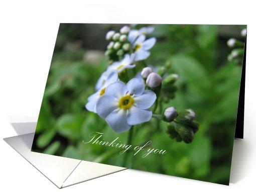 Thinking of you - Forget-me-not card (802855)