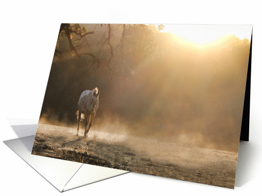 Horse in Light happy birthday card (1184704)