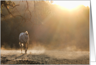 Horse in Light happy birthday card