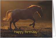 Birthday with Appaloosa Horse Galloping in the Sunset Customizable card