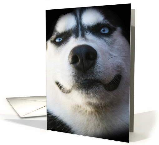 Thank you for pet sitting smiling dog card (1247398)