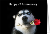 Happy 4th Anniversary Red Rose and Husky card