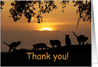 Thank you for volunteer at the animal shelter cats in sunset card