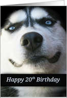 Happy 20th Birthday Smiling Husky Dog, Big 20th Birthday, Fun 20th card