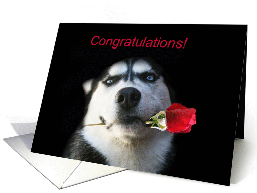 Congratulations on Becoming a Veterinarian card (1281790)