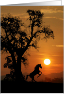 Horse in the Sunset Thinking of You Card