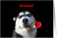 Spanish Thank You Husky Dog and Rose Customize card