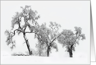Season’s Greetings Oak Trees in the Snow card