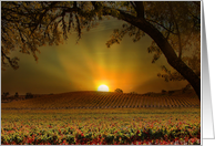 Thank You Sunrise Vineyard card