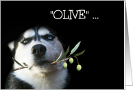 Funny Husky and Olive Branch Birthday Best Wishes card