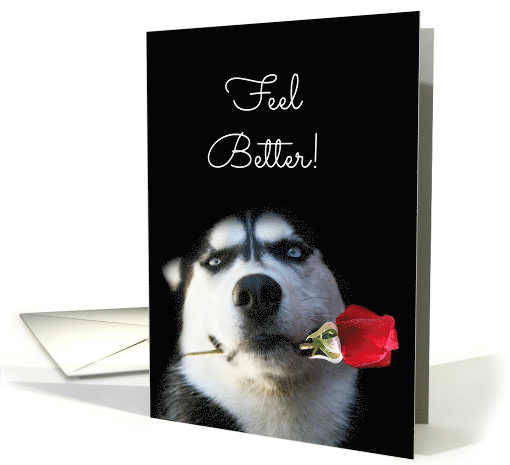 Feel Better, Get Well Cute Husky Dog and Red Rose card (1479488)