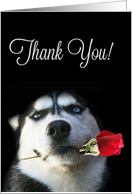 Thank You to Veterinarian Husky Dog with Rose Customizable Inside card