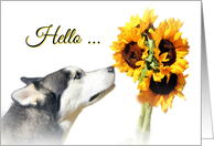 Hello My Friend Sunflowers and Husky Dog card