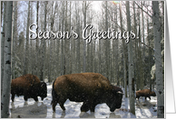 Native American Buffalo and Snow Season’s Greetings card