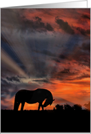 Horse Happy Birthday, Pretty Horse in the Sunrise, Equine Birthday card