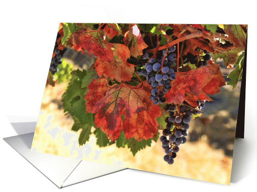 Wine Country Notecard, Wine Blank, Grapes, Harvest Vineyard card