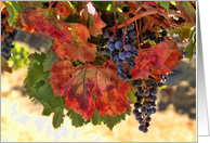 Wine Country Notecard, Wine Blank, Grapes, Harvest Vineyard card