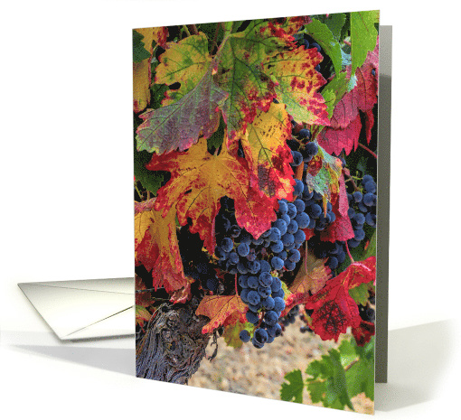 Pretty Wine Grapes Blank Note card (1622840)