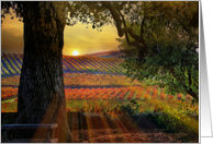 Pretty Fall Wine Vineyard with Tree Wine Country Sun Blank card