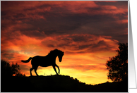 Pretty Horse with Southwestern Sunset Blank Note card