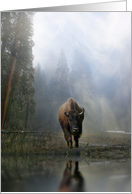 Buffalo in the Forest Reflected in the Watering Hole Blank card