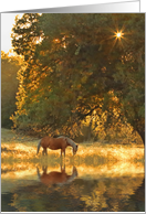 Palomino Horse and Pond in Nature with Sun Star in Oak Tree Blank card