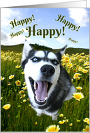 Thinking of You Makes Me Happy Cute Husky and Wild Flowers card