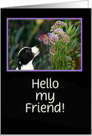 Hello Friend Cute Dog and Monarch Butterfly Custom Cover card