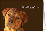 Thinking of You Cancer Treatments Sweet Puppy card