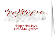 Granddaughter Happy Holidays Cute Pelican and Santa Hats Custom card