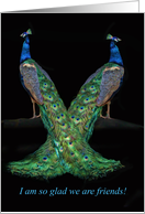 Friendship Two Peacocks Birds of a Feather Fun Glad we are Friends! card